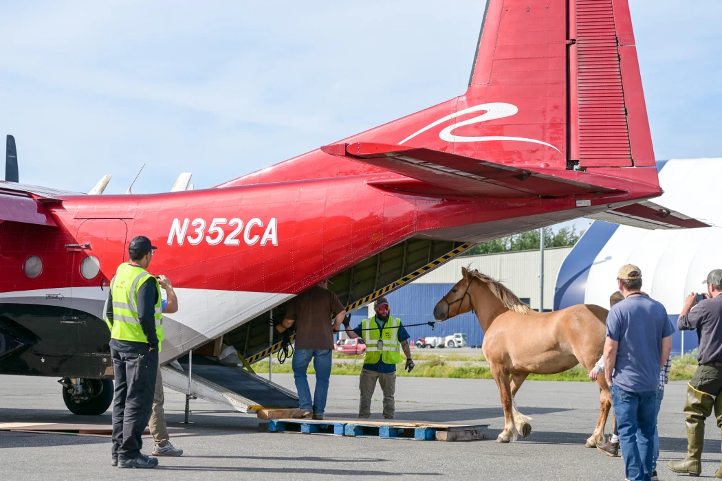 Ryan Air employees loading live horses into the cargo hold of a plane.